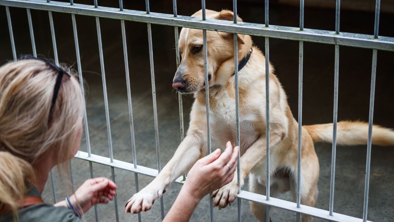 barınakta yaşayan köpek