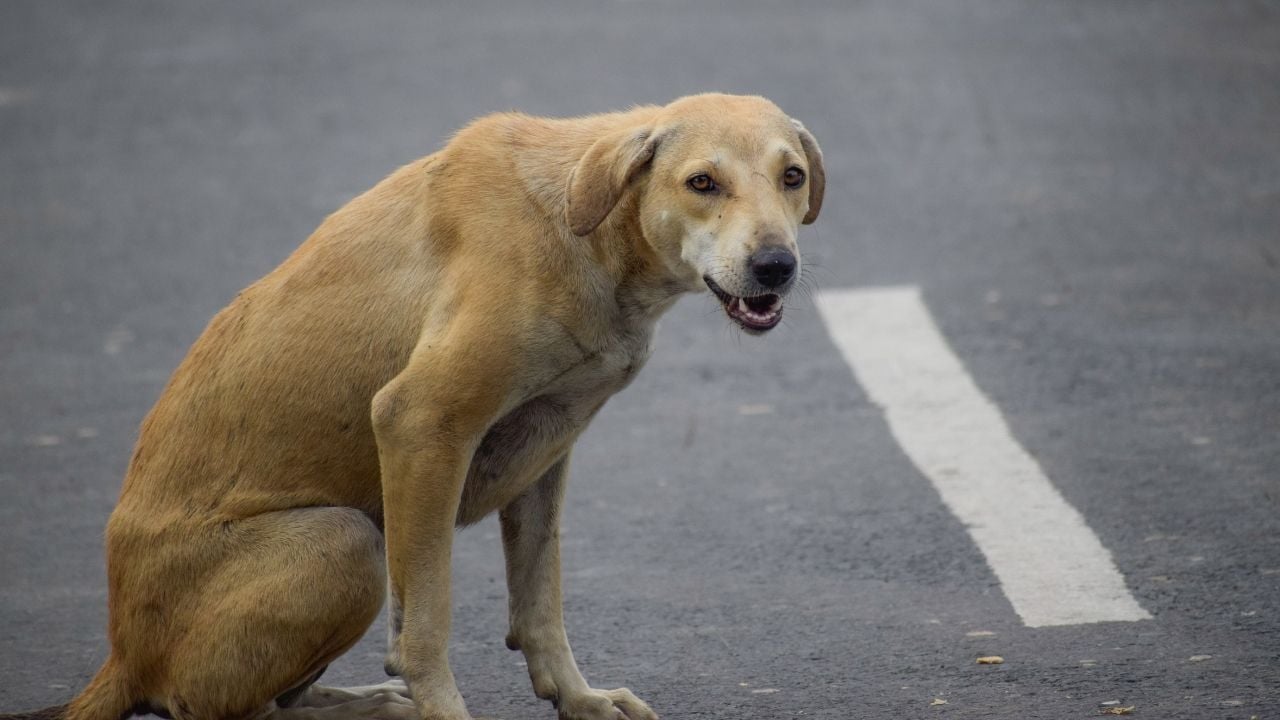 sokakta yaşayan köpek