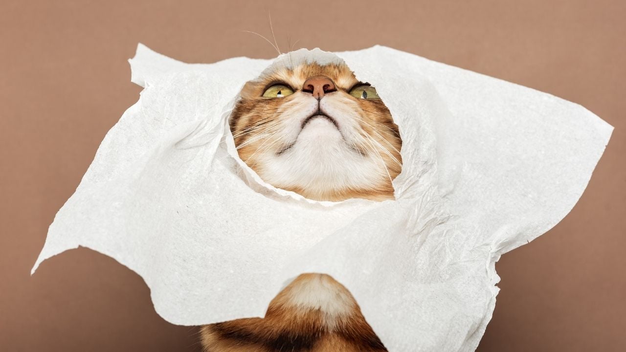 kedi mendilden çıkıyor