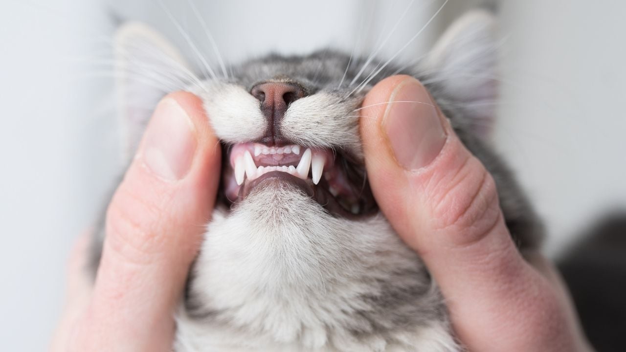 kedi ve dişleri
