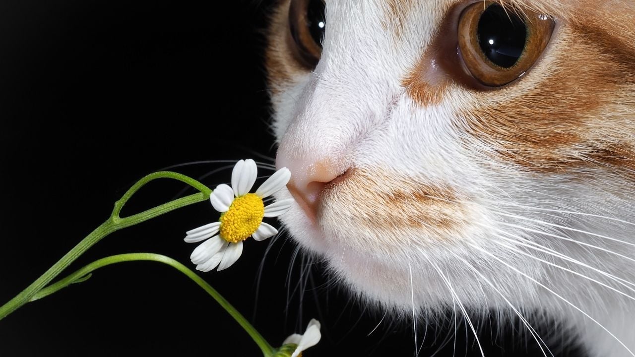 kedi papatya kokluyor