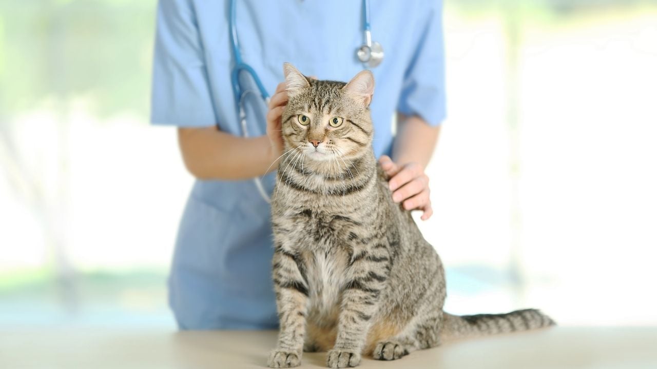 kedi veterinerde