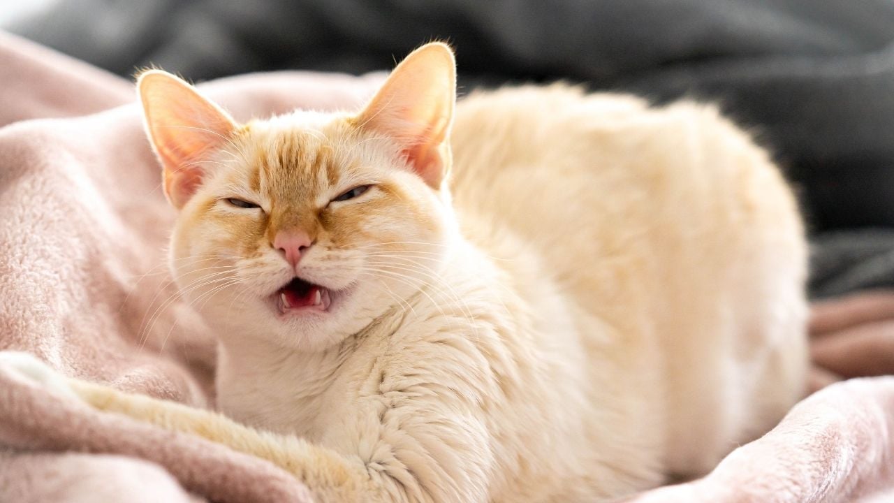 kedi hapşırıyor