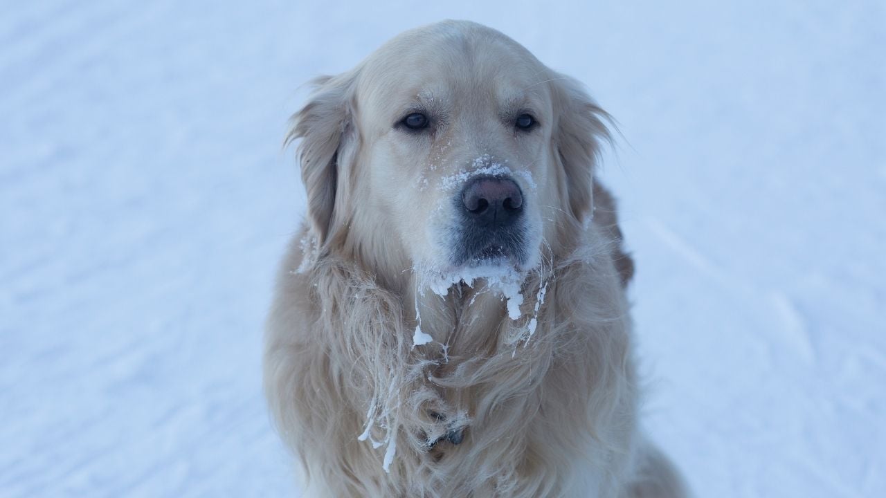 karda bir köpek, burnunda kar var