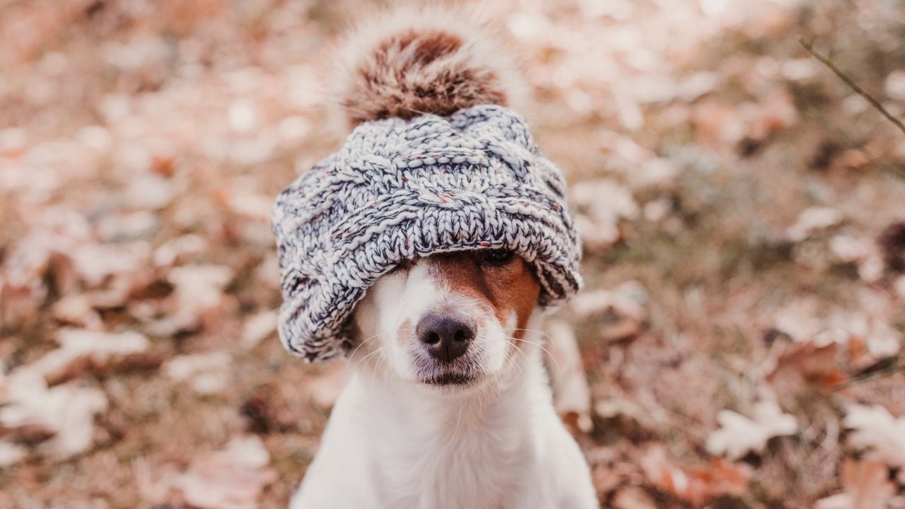 köpek bere takmış