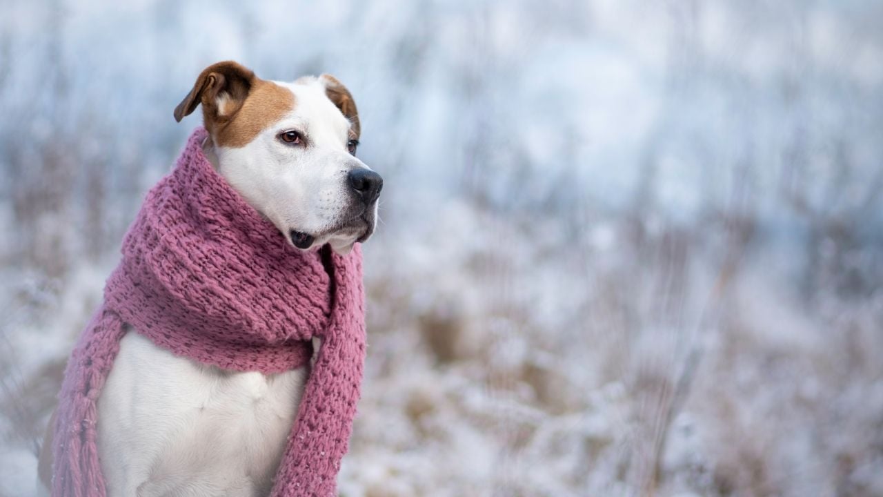 köpek atkı takmış