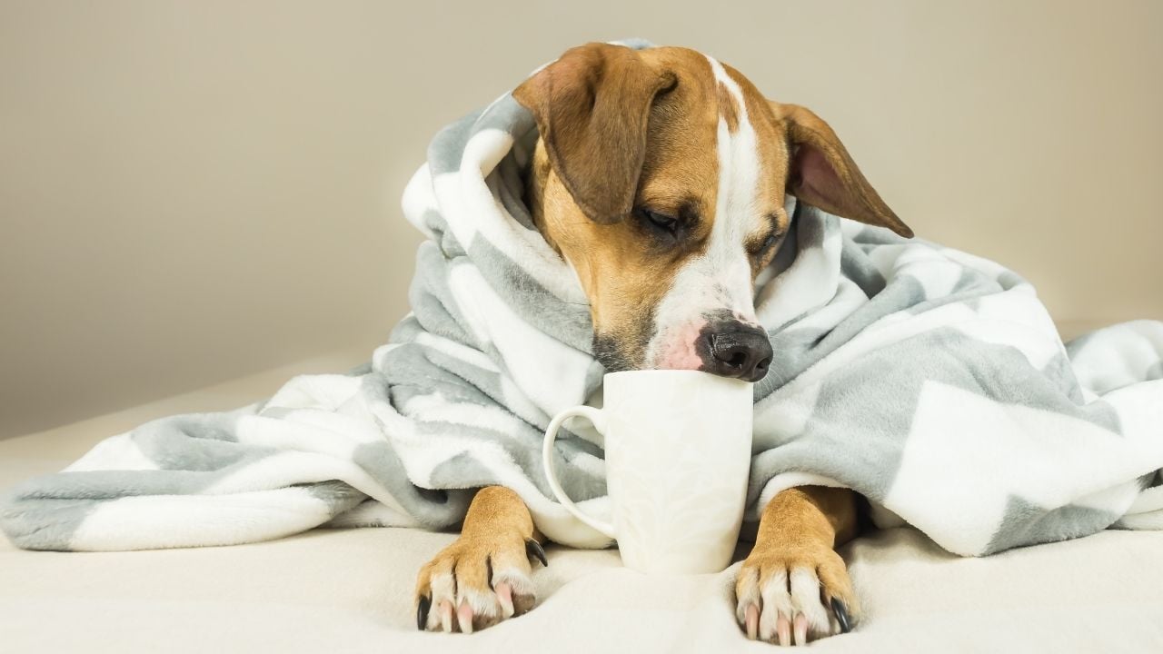 köpek battaniyeye sarılmış