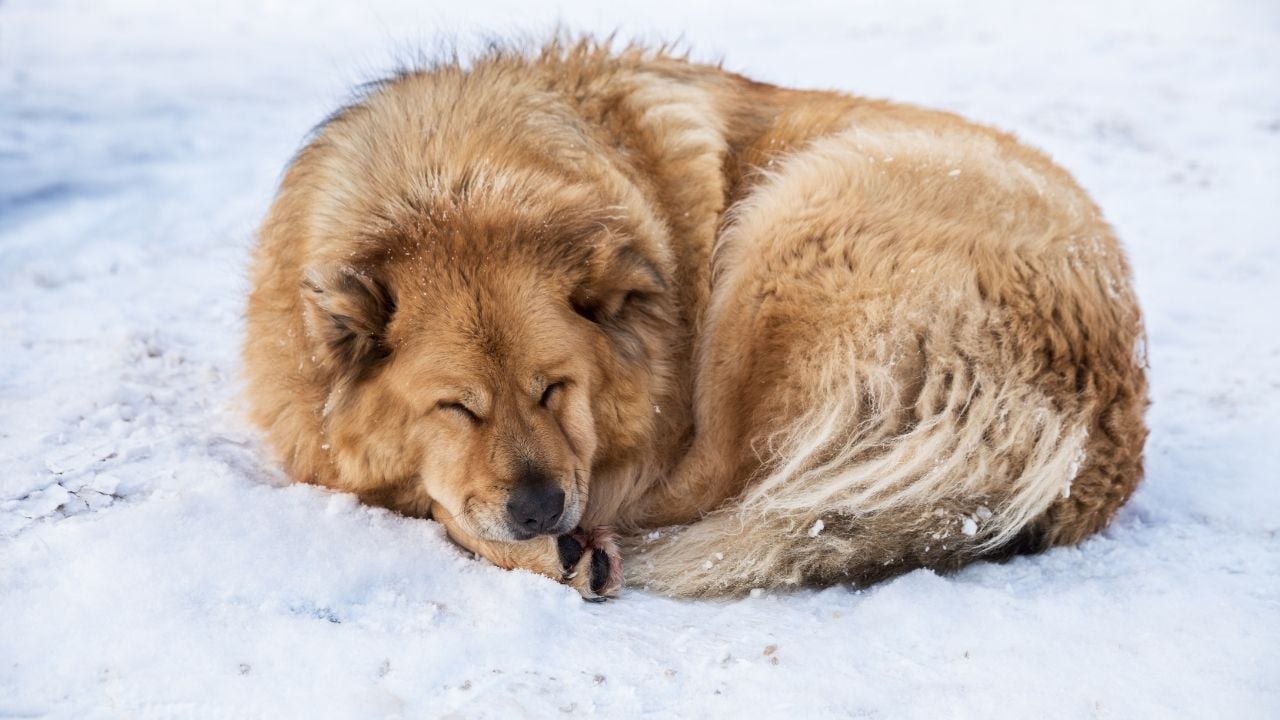 köpek karda uyuyor