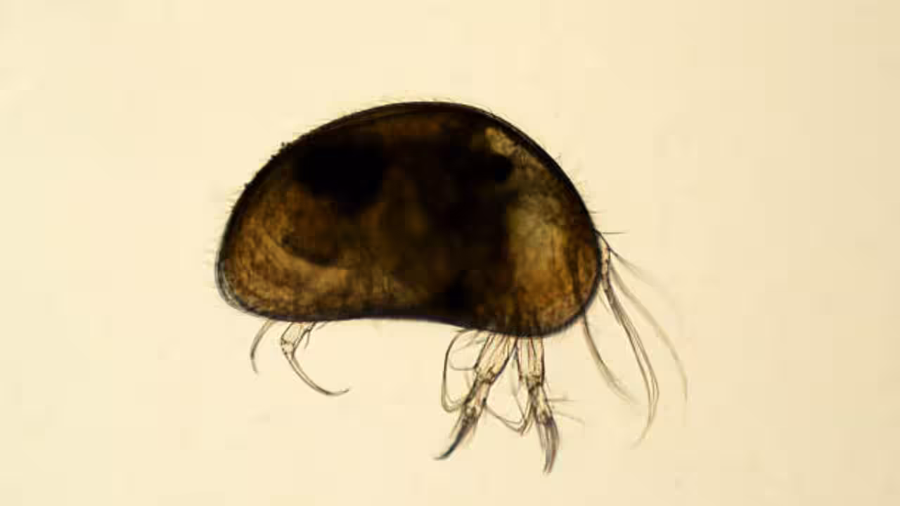 Shrimp Seed Market Trends Shaping Global Aquaculture Growth and Sustainability Opportunities