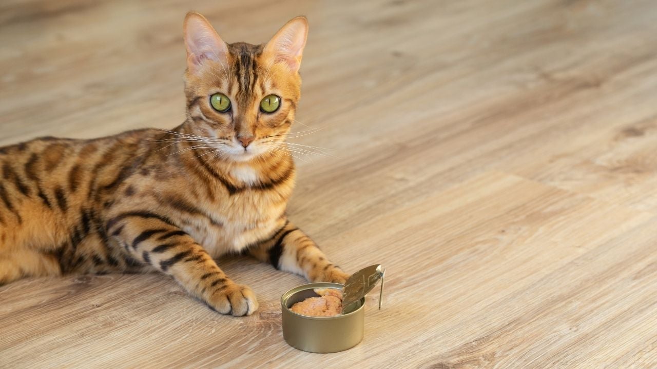 bengal kedisi ve konserve