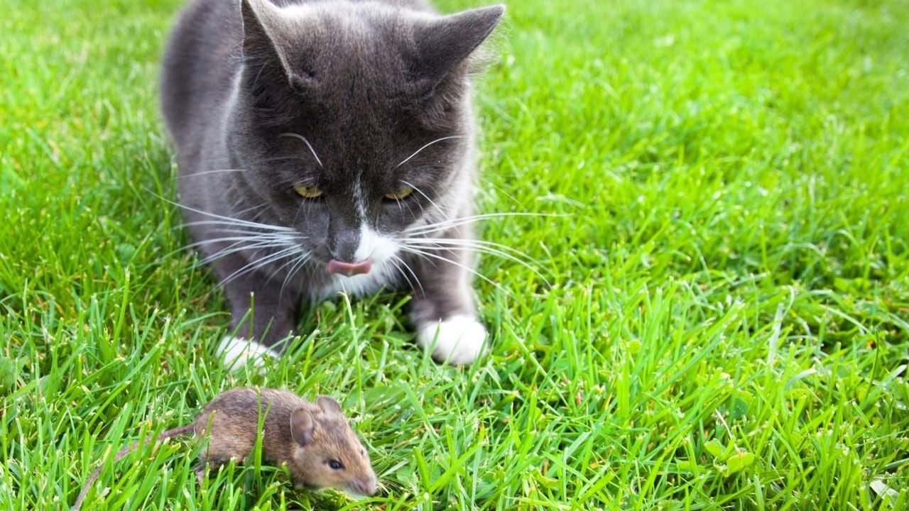 kedi ve fare otlarda