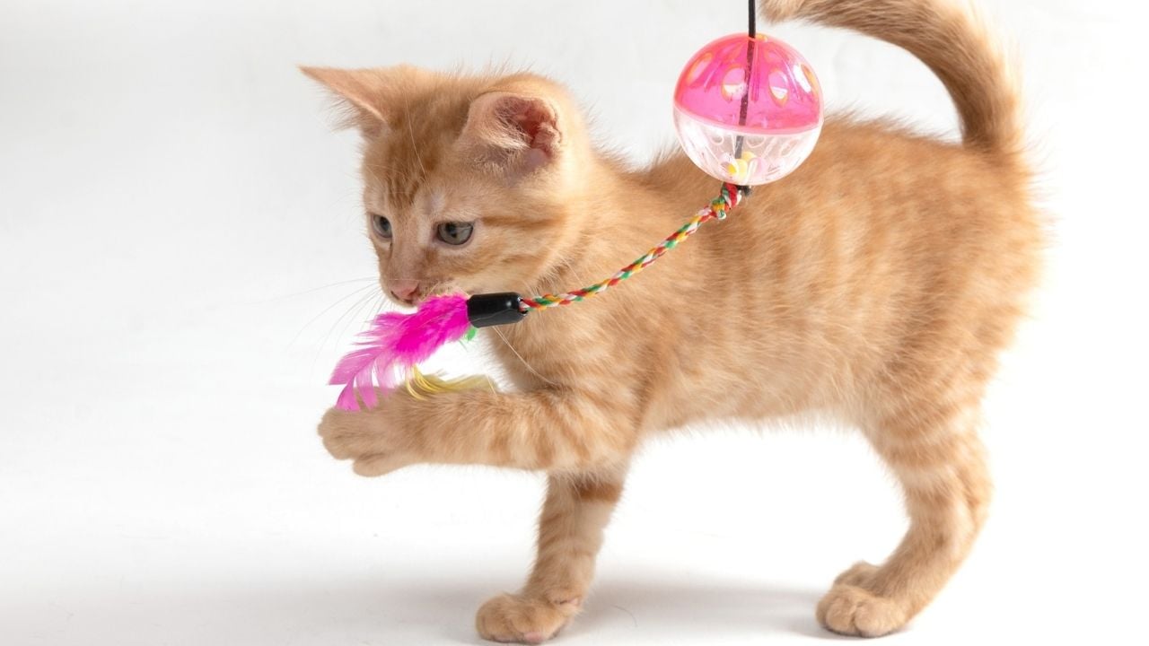 kedi ve oyuncağı
