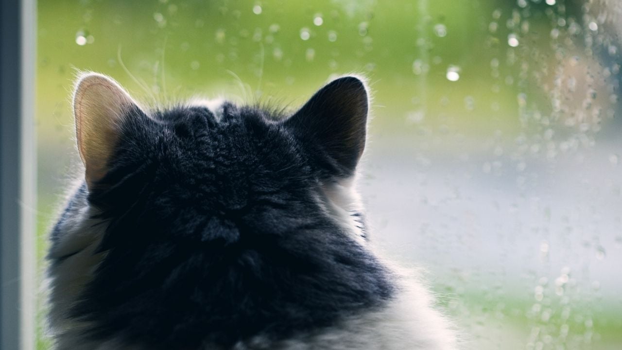 kedi yağmuru izliyor