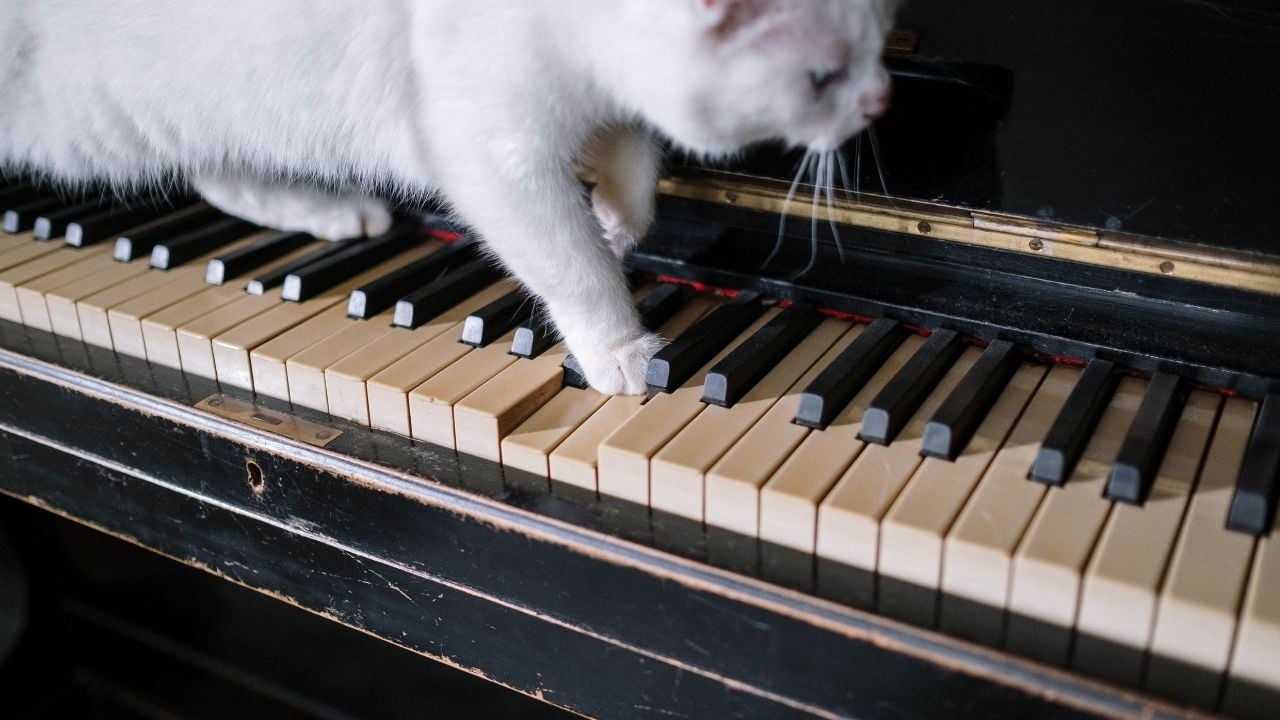 kedi piyanonun üzerinde