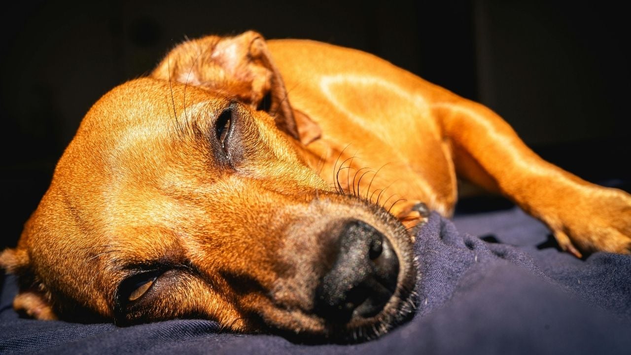 köpek yerde yatıyor