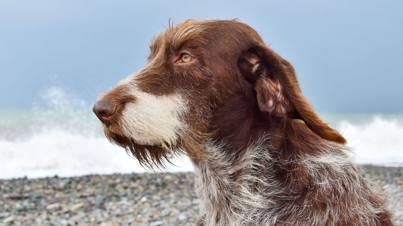 kahverengi köpek boşluğa bakıyor