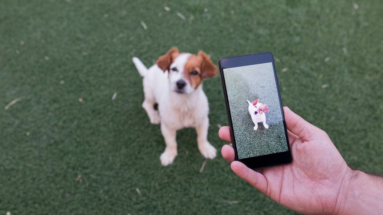sahibi köpeğinin videosunu çekiyor