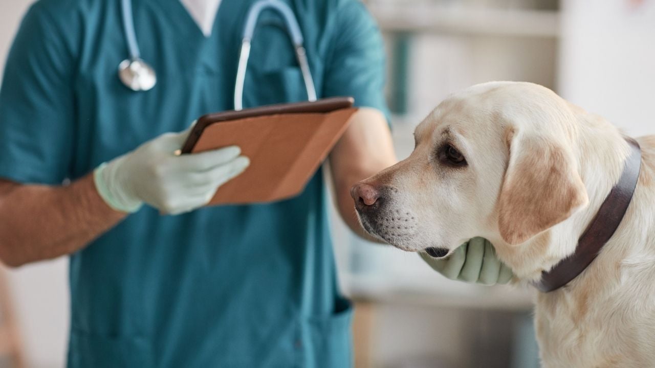 köpek veterinerde