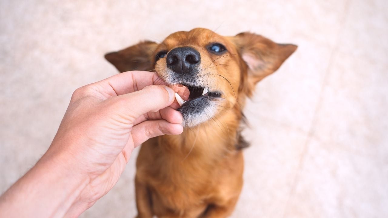 köpek ilaç içiyor