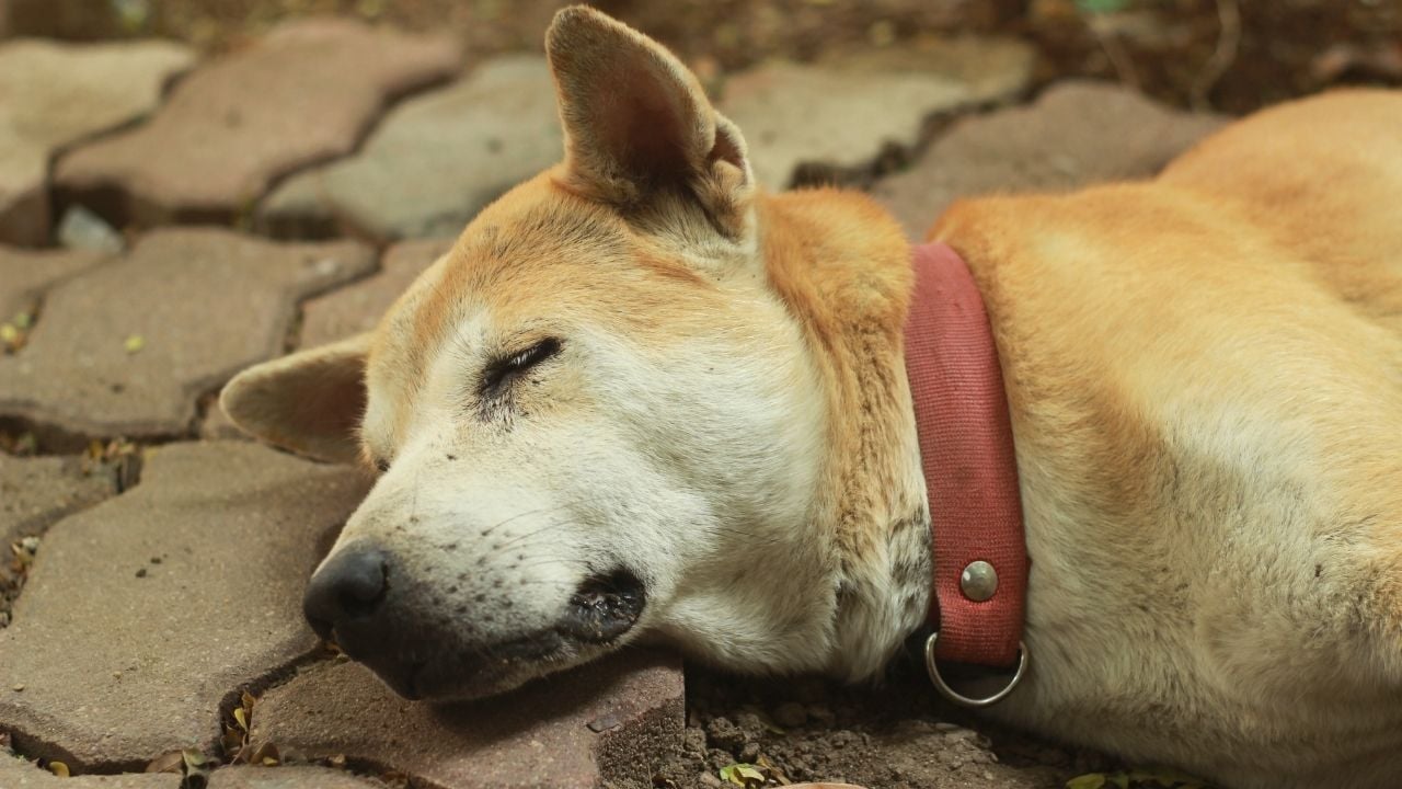 köpek yerde yatıyor