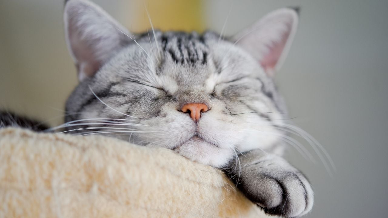 gri beyaz çizgili kedi uyuyor