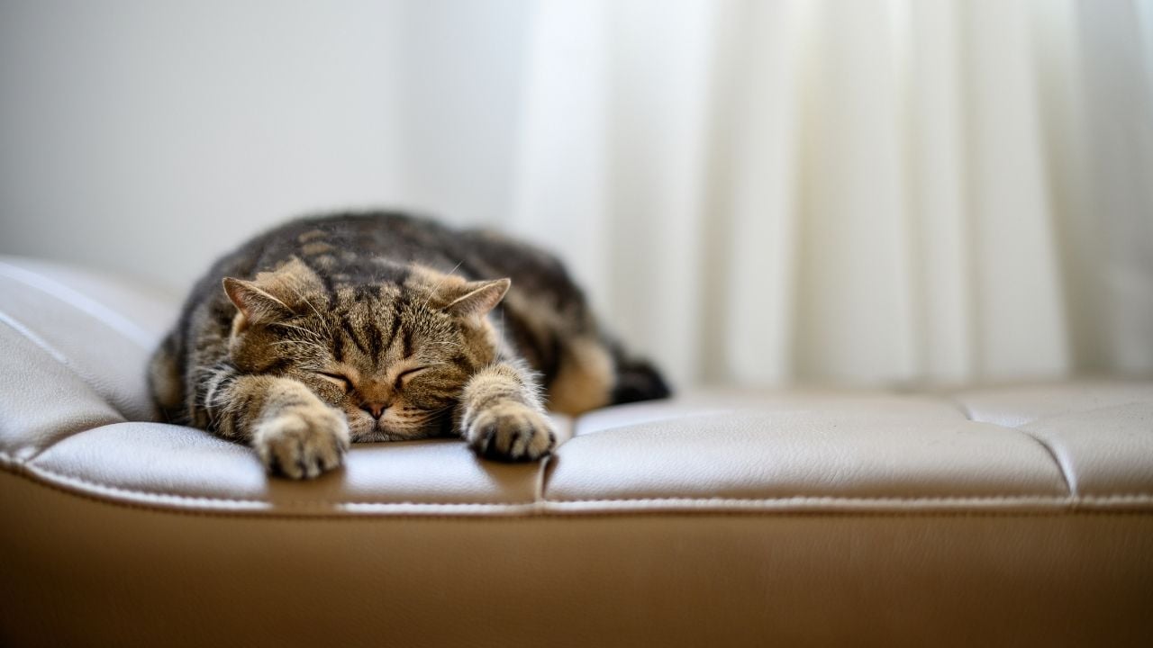 tekir kedi yüz üstü uyuyor