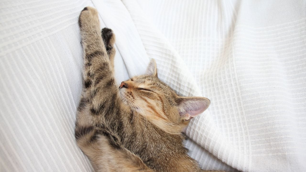 kedi yukarıya uzanarak uyuyor rüya görüyor