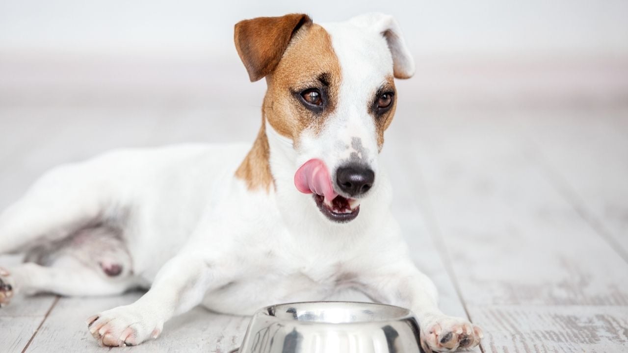 beyaz köpek yalanıyor