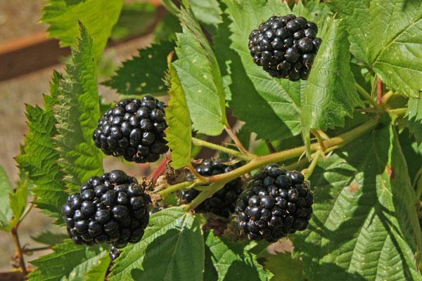 Marionberry Processing Plant Setup Report 2025