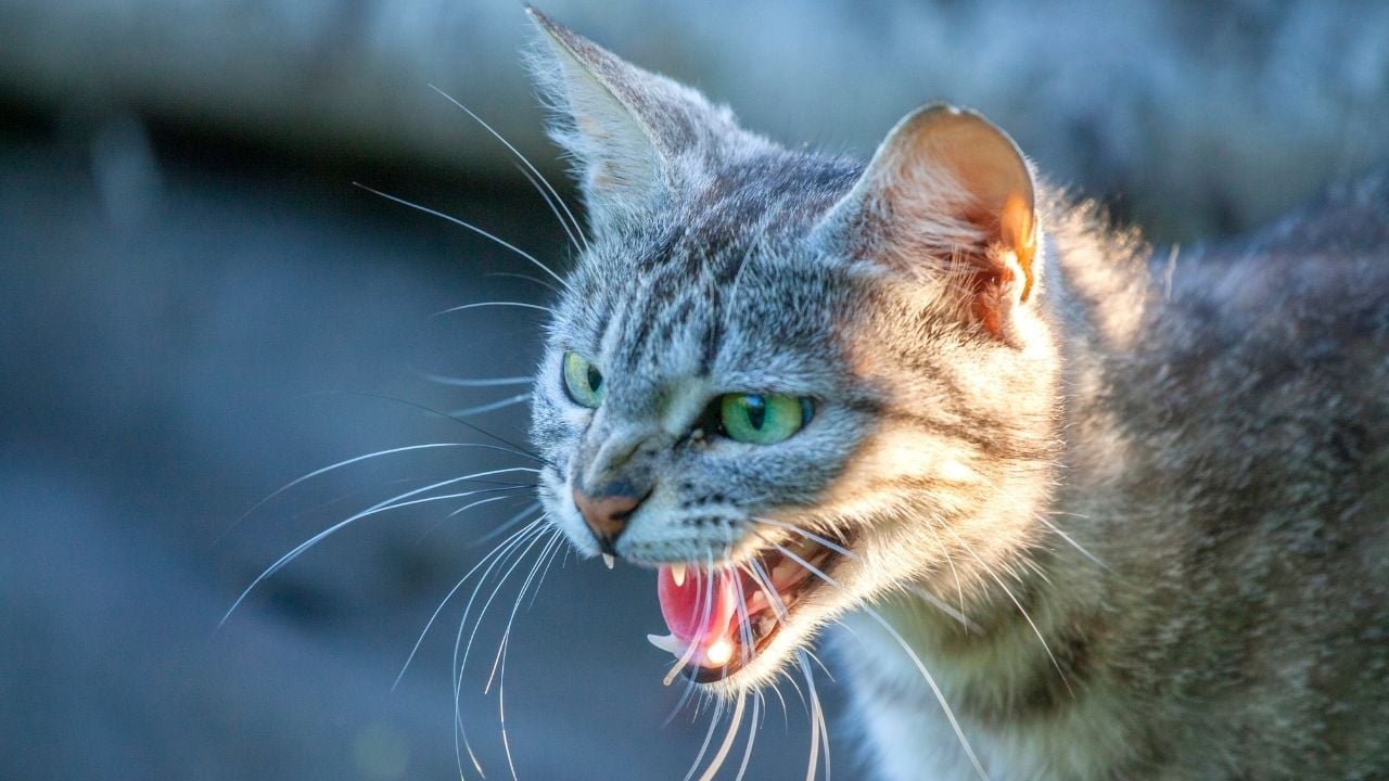 yeşil gözlü sinirli kedi