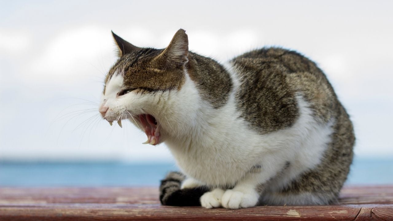 smokin kedi, ağzı açık