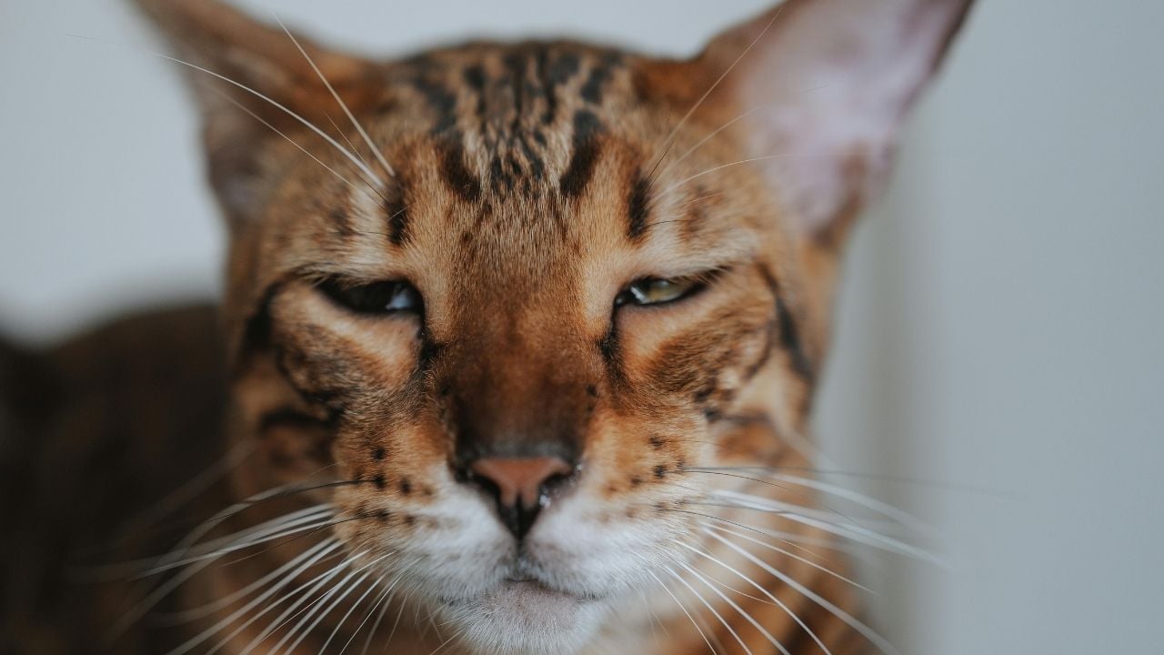hasta bir kedi