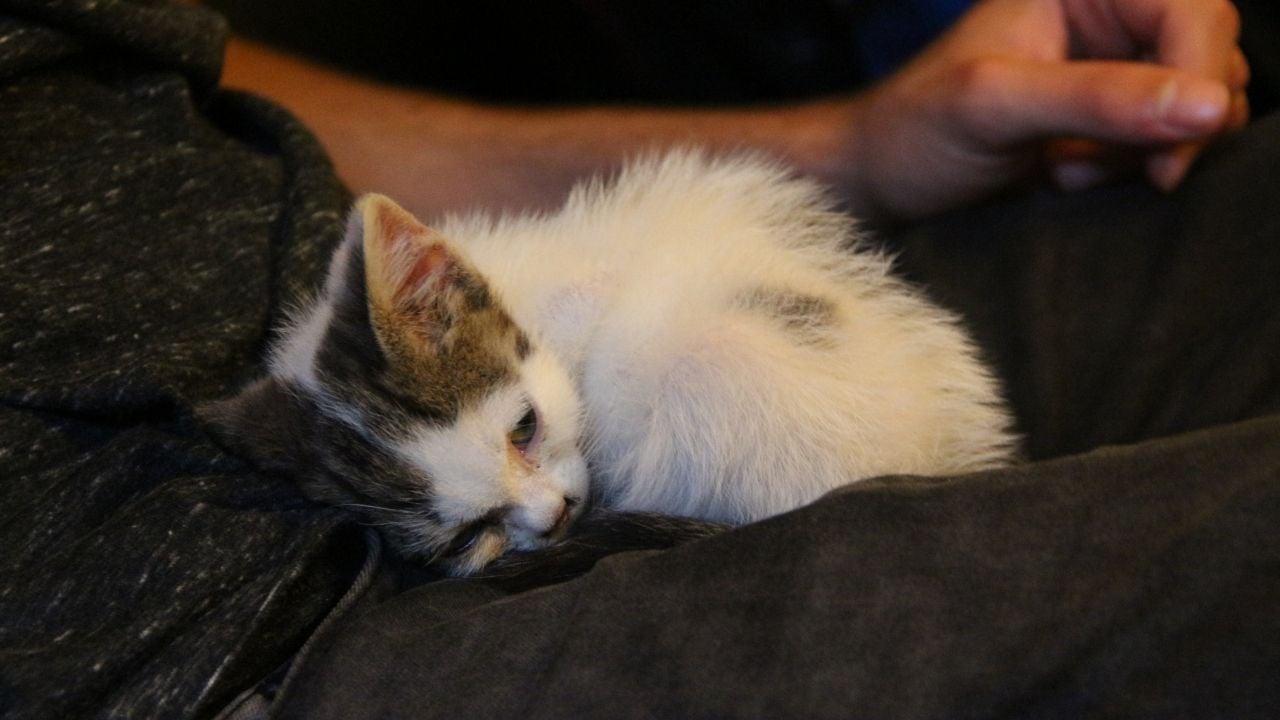 hasta bir yavru kedi