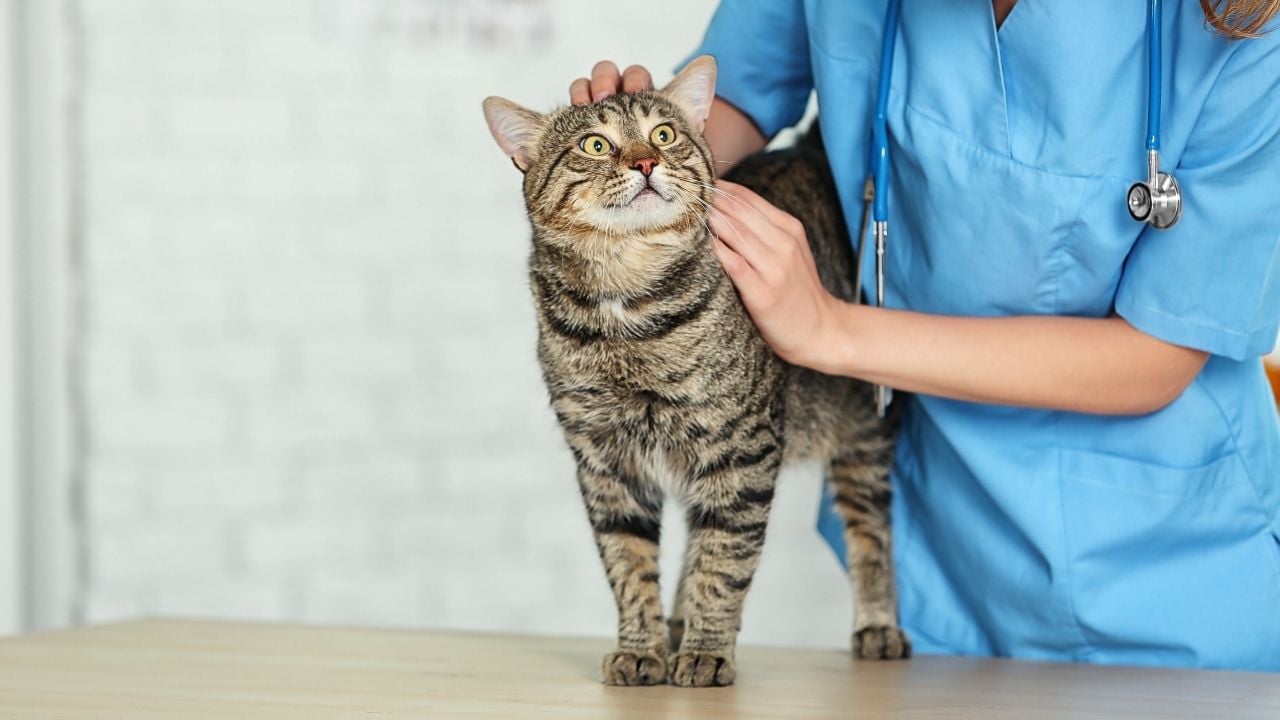tekir kedi veterinerde