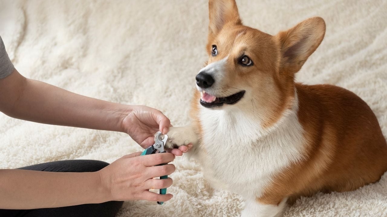 köpek tırnak kesimi sırasında bir corgi ve sahibi