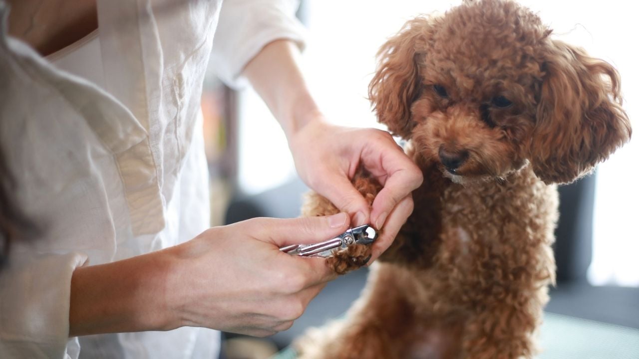 köpek tırnak kesimi sırasında bir poodle ve sahibi