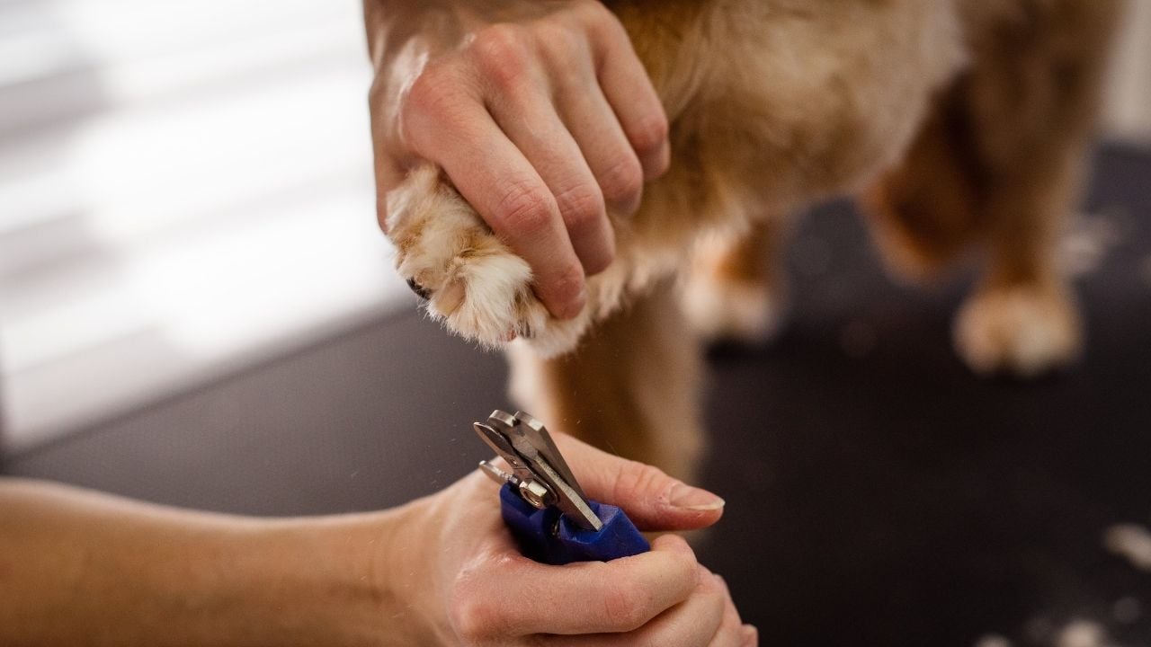 köpek tırnak kesimi