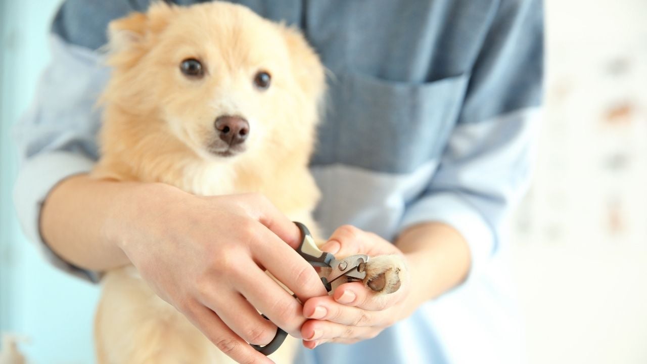 sarı köpeğin tırnakları kesiliyor