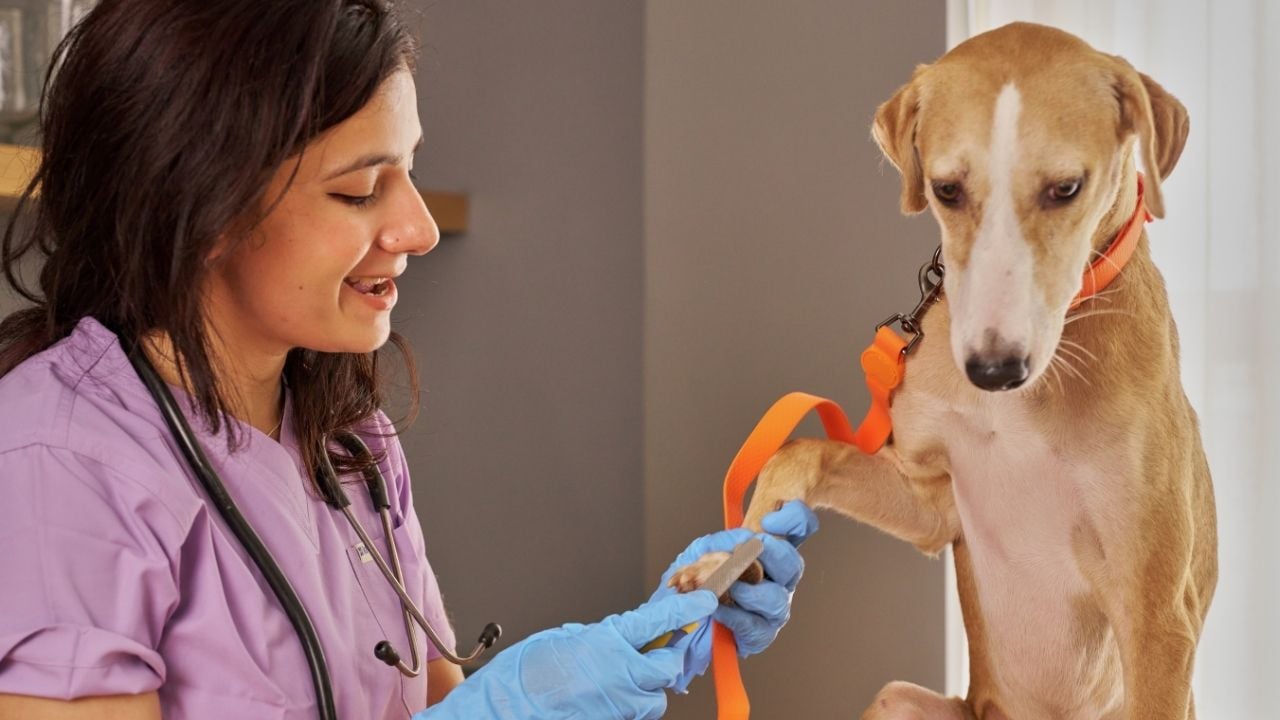 köpeğin tırnağı kesiliyor