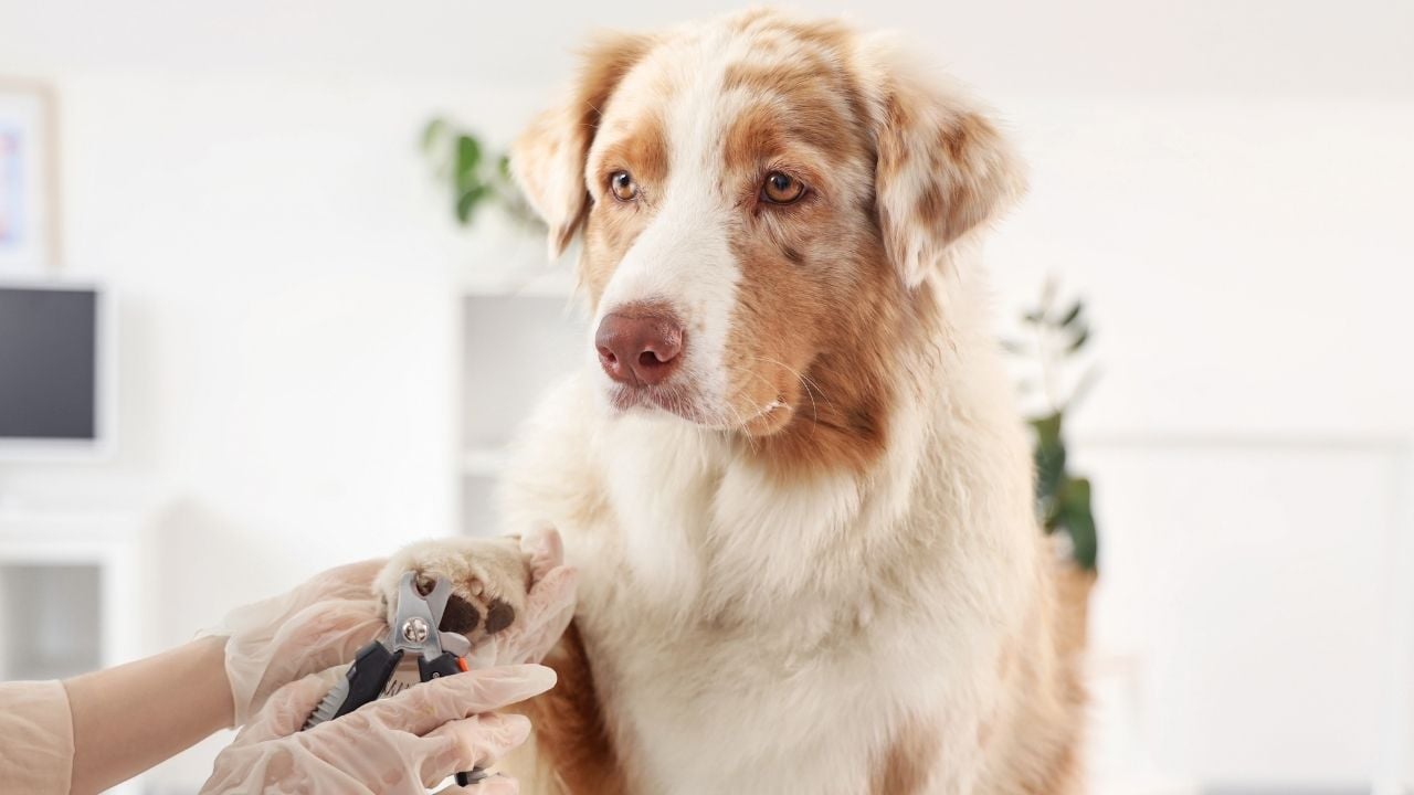 sevimli köpeğin tırnakları kesiliyor