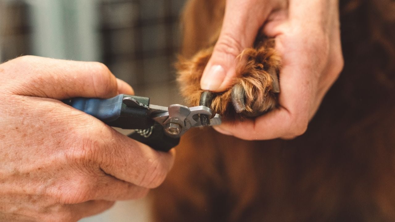 köpek tırnak makası ve pati
