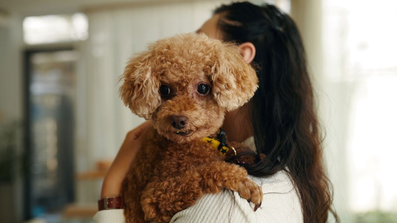 poodle köpek kucakta