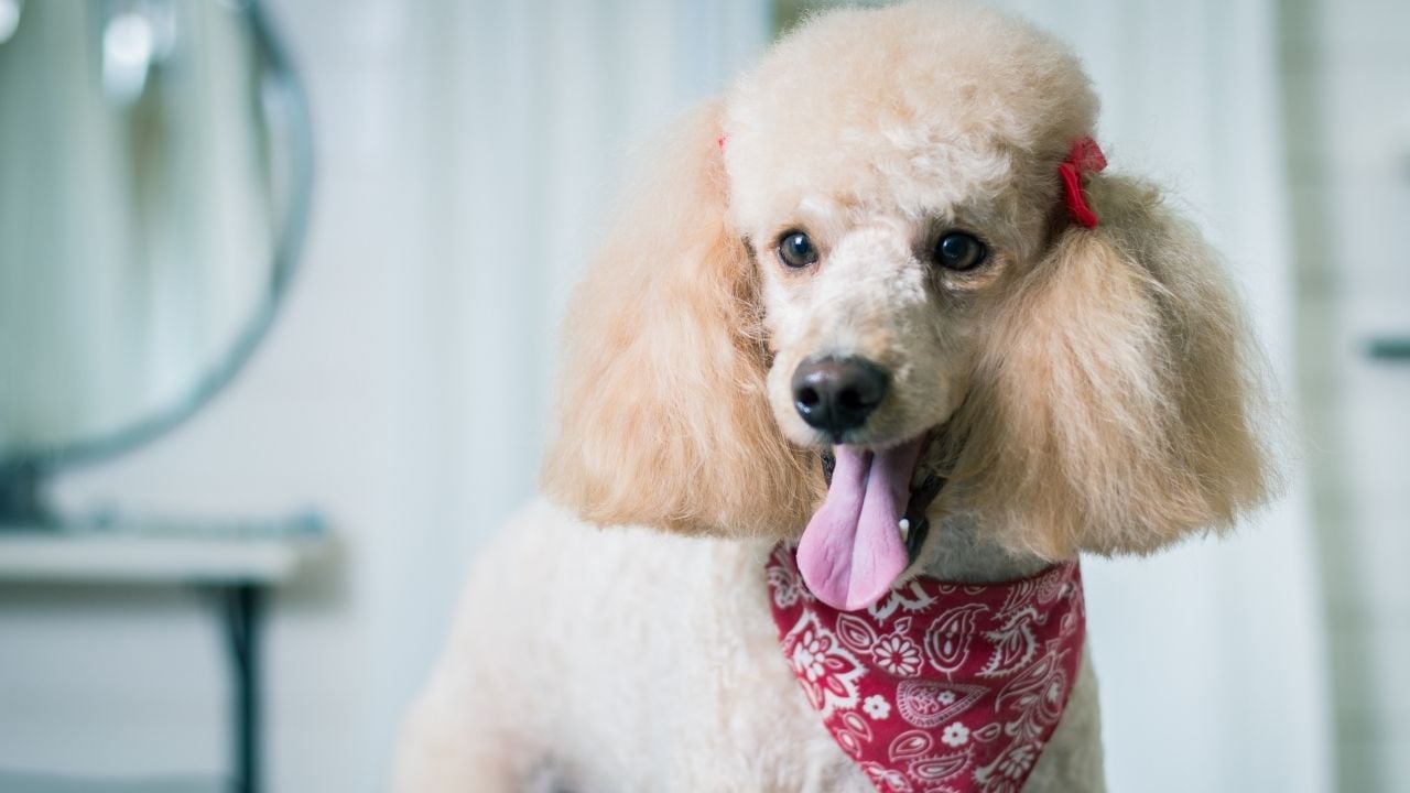 sevimli açık renk poodle köpek