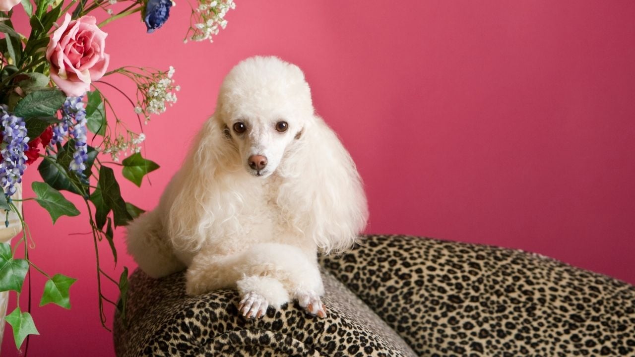 pembe duvarlı evde oturan poodle