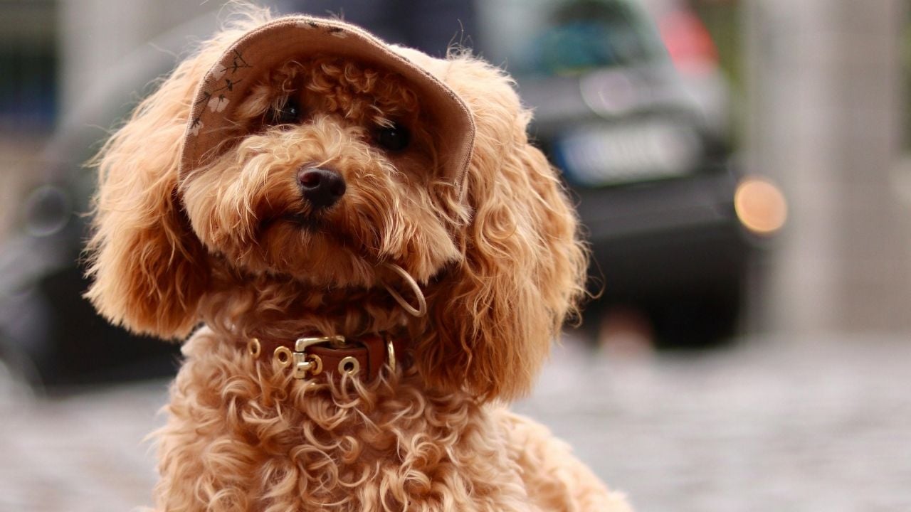 sevimli, kahverengi ve şapkalı poodle