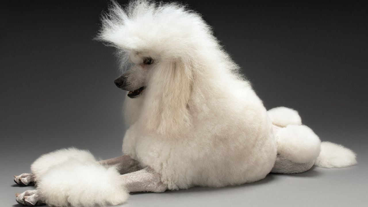 beyaz poodle, pofuduk tüylü
