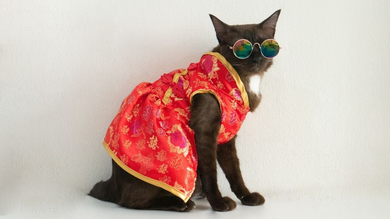 elbise giymiş ve gözlüklü dişi kedi