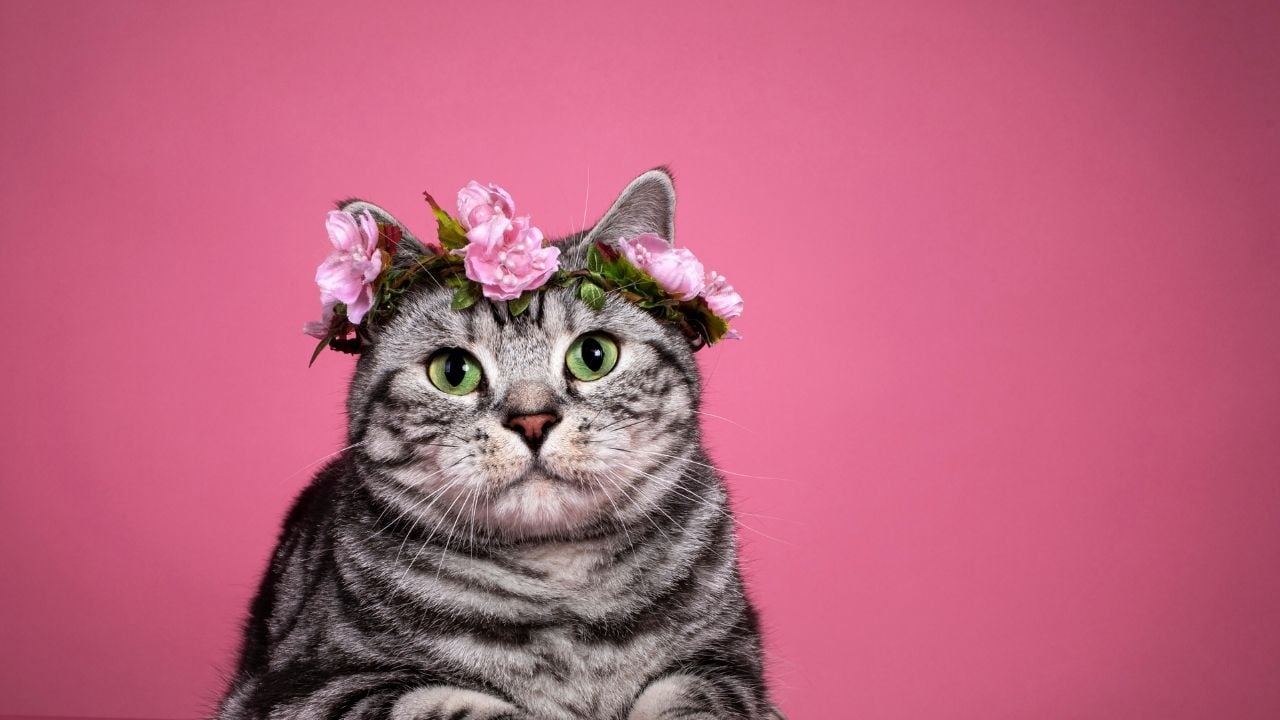 pembe çiçekli dişi tekir kedi