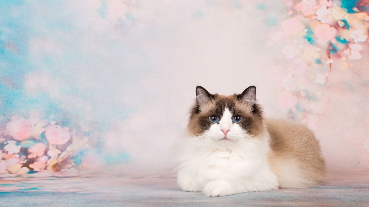 çiçekli arkaplanda sevimli dişi kedi