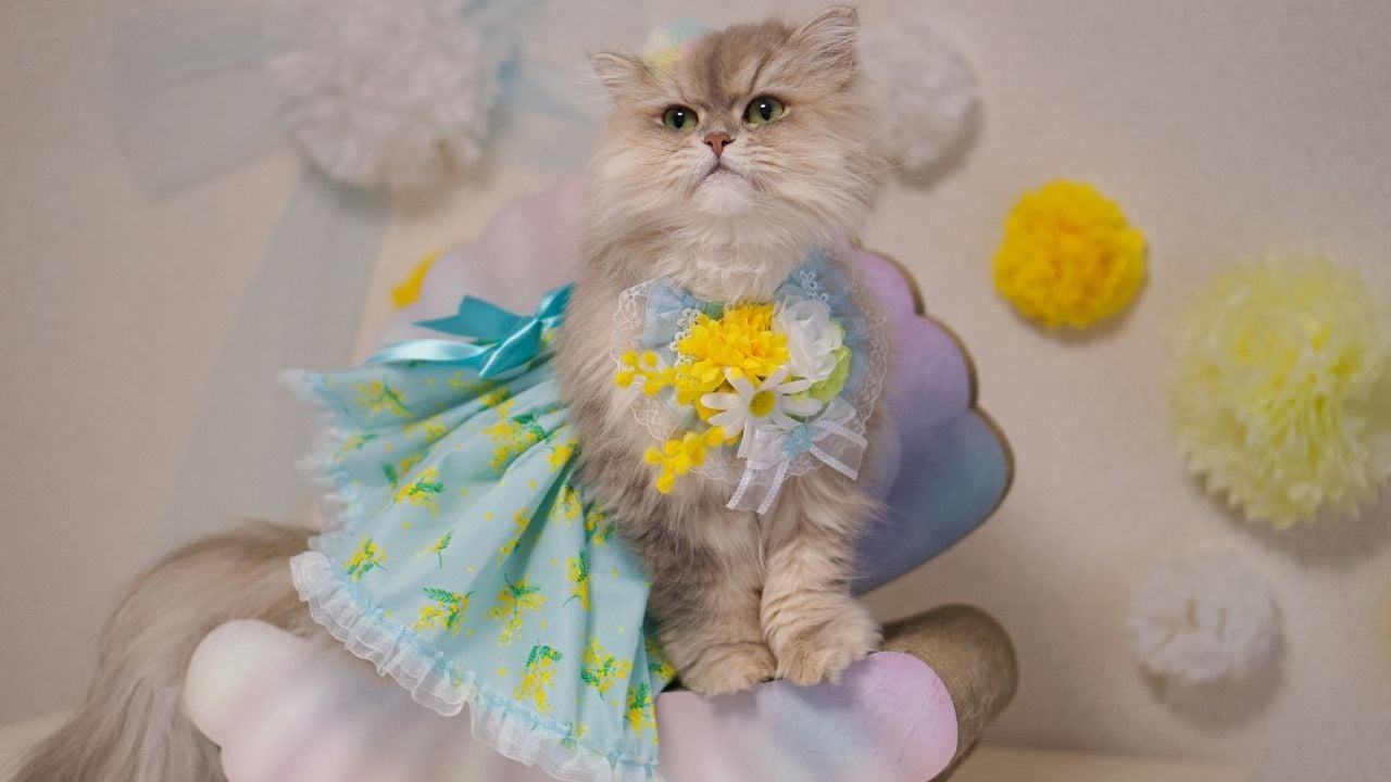 sevimli süslü dişi kedi